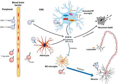 Alpha-Synuclein Induced Immune Cells Activation and Associated Therapy in Parkinson’s Disease